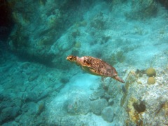 Hawksbill Sea Turtle (24