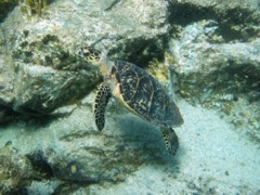 Hawksbill Sea Turtle (36