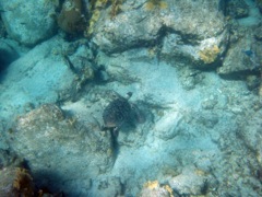 Hawksbill Sea Turtle (seen from surface)