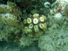 Hidden Cup Coral