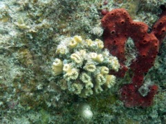 Hidden Cup Coral 