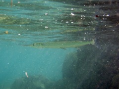 Houndfish (18