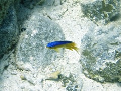 Longfin Damselfish Juvenile (1.5