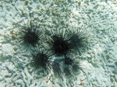 Longspine Urchins