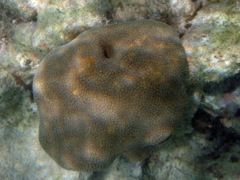 Massive Starlet Coral (2')