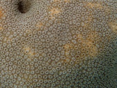 Massive Starlet Coral (2') Close
