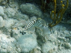 Nassau Grouper (8