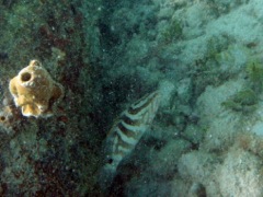 Nassau Grouper (8