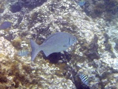 Bermuda Chub (12