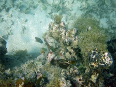 Orange-Spotted Filefish (7
