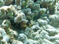 Bicolor Damselfish (2