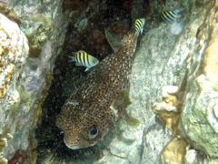 Porcupine Fish (24