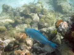 Queen Parrotfish (30