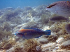 Queen Parrotfish Int (10