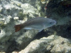Queen Parrotfish Intermediate (10