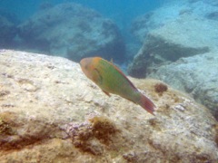 Rainbow Parrotfish (30
