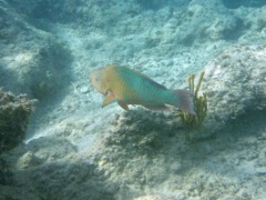 Rainbow Parrotfish (30