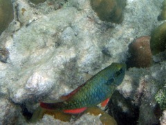 Redband Parrotfish Inial Phase (5