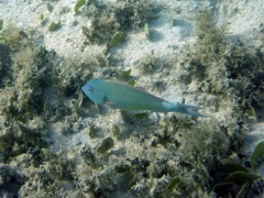 Redband Parrotfish Terminal phase (10