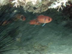 Blackbar Soldierfish Juv (1.5