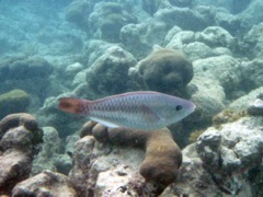 Redtail Parrotfish Initial Phase (10
