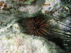 Reef Urchin (2.5