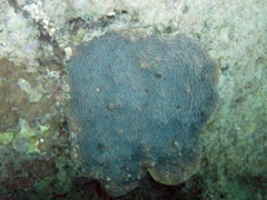 Rough Cactus Coral (14
