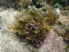 Sargassum Seaweed (Brown Algae)