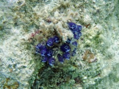 Blue Bell Tunicates