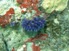 Blue Bell Tunicates