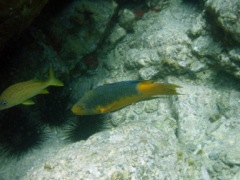 Spanish Hogfish (14
