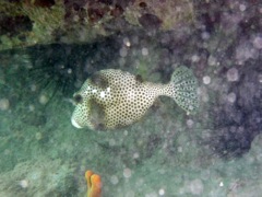 Spotted Trunkfish (6