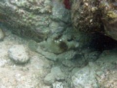 Spotted Trunkfish (10