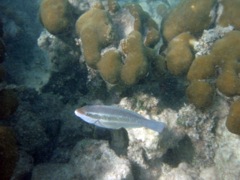 Striped Parrotfish (8