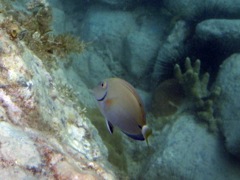 Surgeonfish (10