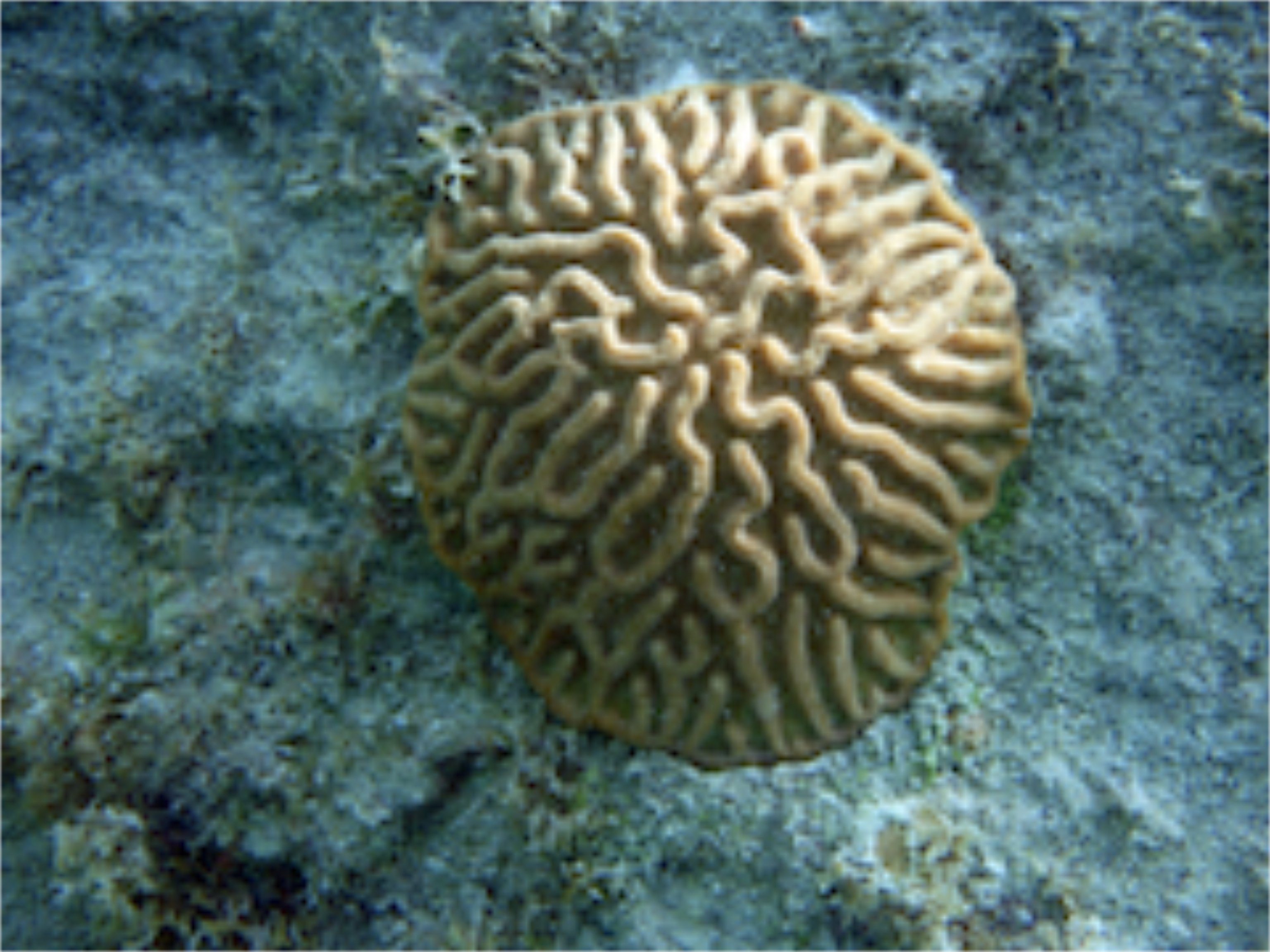 Symetrical Brain Coral (3')