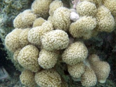 Ten-Ray Star Coral Close