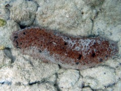 Three-Rowed Sea Cucumber (12