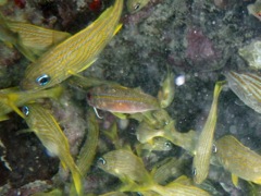 Yellow Goatfish (6