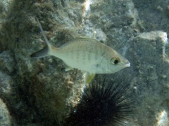 Yellowfin Mojarra