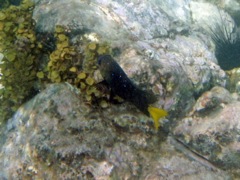 Yellowtail Damselfish Male (8
