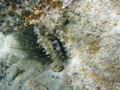 Atlantic Thorny-Oyster