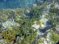Brown Encrusing Octopus Sponge (Green due to algae)