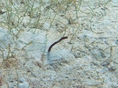 Brown Garden Eel (10