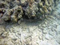 Caribbean Spiny Lobster (As seen from surface)