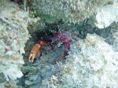Channel Clinging Crab (5