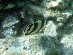 Banded Butterflyfish (5