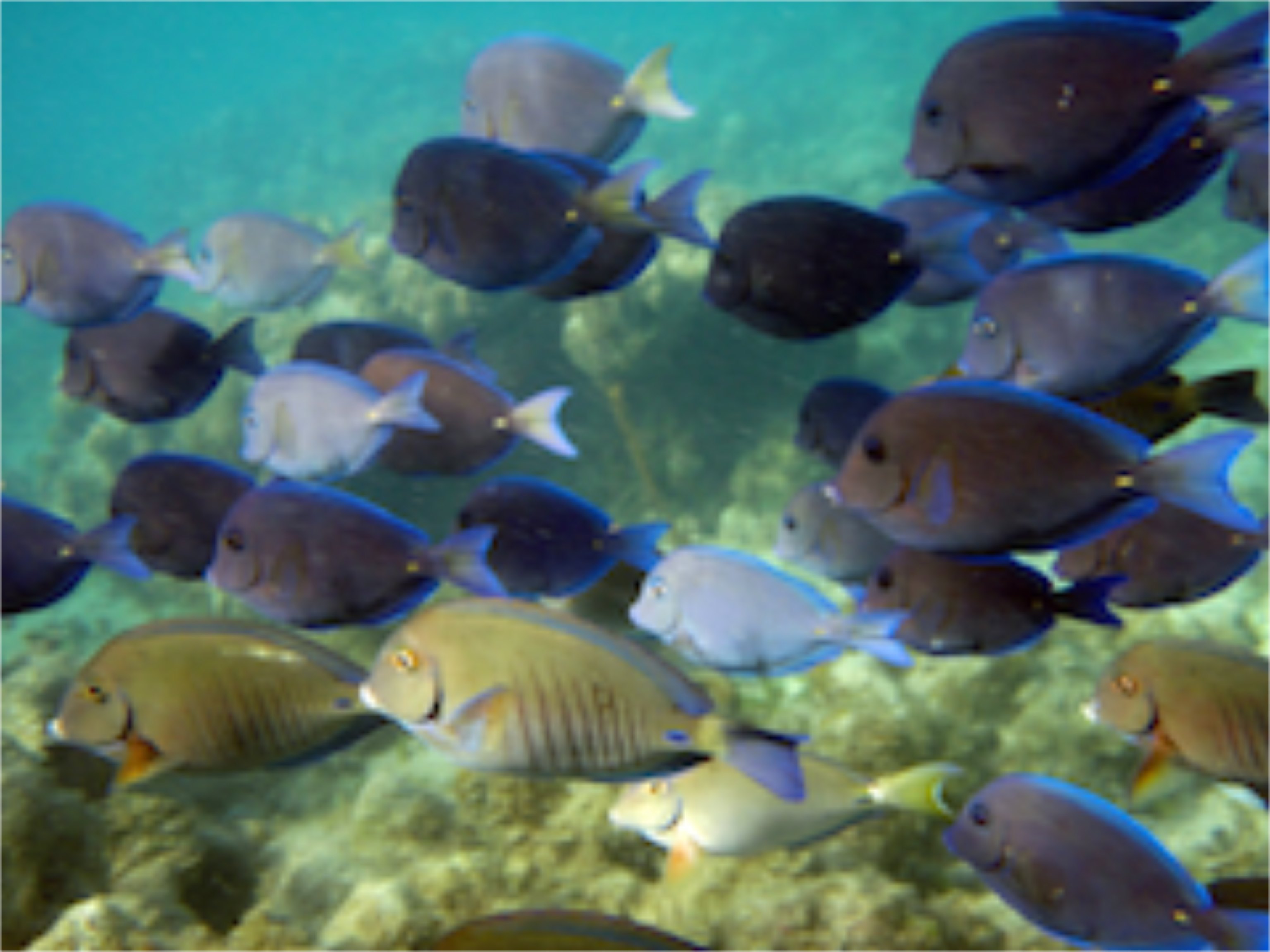 Doctorfish with Blue Tang school