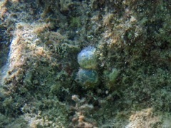 Elongated Sea Pearls (Green Algae)