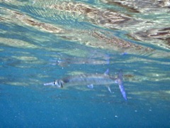 Flat Needlefish (18